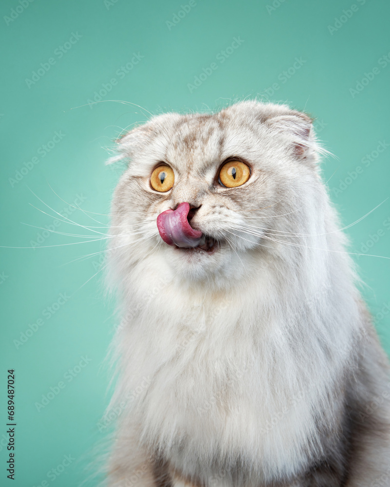 A Scottish Fold cat with a playful expression sits against a mint background, its tongue out in a cheeky pose