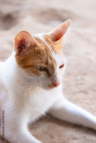 Close-up of a cute ginger cat with a soft focus background looking serene and calm bathe in summer morning light