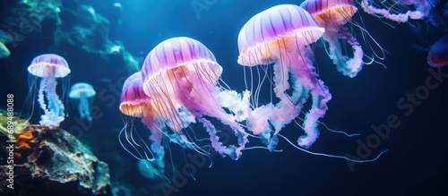 Jellyfish in an aquarium. Underwater animals in the sea. Aquatic jellyfish wildlife. Marine animals deep under the sea. Jellyfish with tentacles. Fluorescent jellyfish in neon colors. Habitat for
