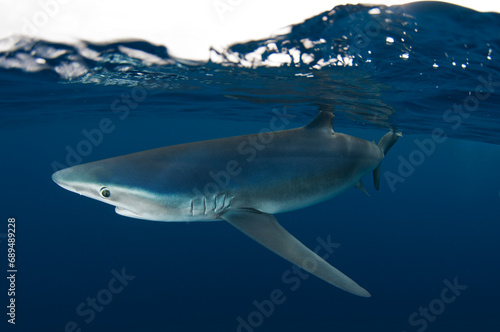 Underwater side view of blue shark, Guadalupe Island, Baja California, Mexico