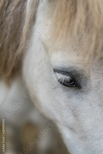 White stallion eye close up