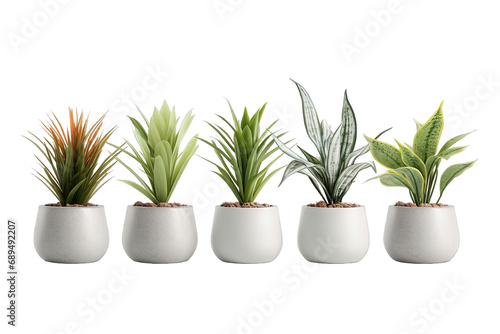 Set Of Plants in Pot