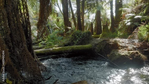 Aerial: Native fern forest and river in the Whakarewarewa Forest, Rotorua, New Zealand photo