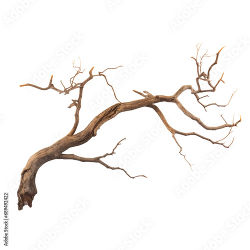 Branch, Isolated, Transparent, Background, Tree, Twig, Nature, Clarity, Botanical, Organic, Detail, Foliage, Cutout, Simplistic, Realistic, Woody, Delicate, Greenery, Naturalistic, Stem, Plant, Clean