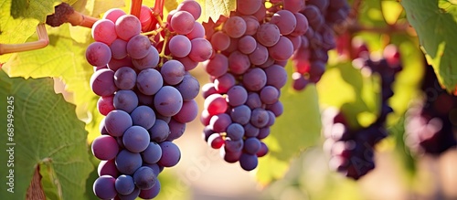 Purple grapes clustered in vineyard during harvest.