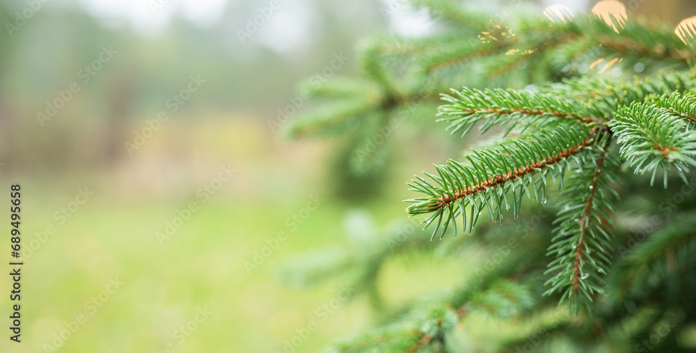 Natural fir branches
