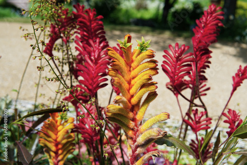 カンガルーポーの花のクローズアップ photo