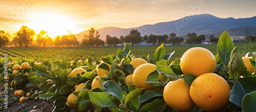 Winter grapefruit cultivation in Southern California. photo