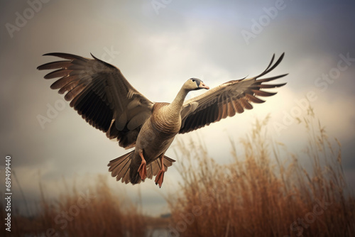 A goose in flight