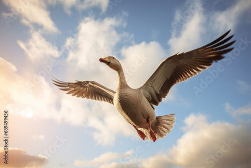 A goose in flight © Veniamin Kraskov