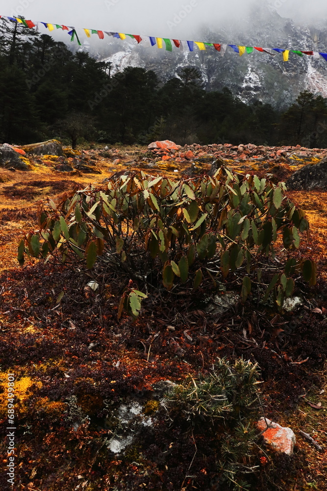 Obraz premium beautiful wild alpine forest near yumthang valley in autumn season, surrounded by by himalaya its valley is located in north sikkim in india