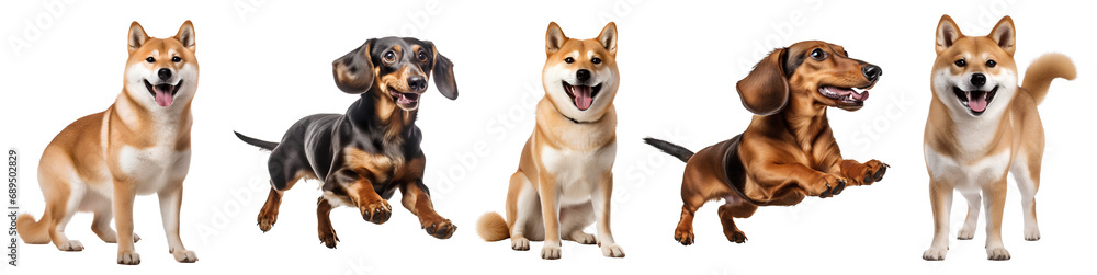 Set of cute pet dogs in the world on transparent background PNG for use in decorating projects.
