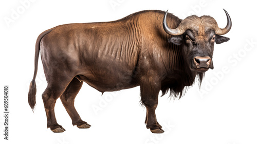 A buffalo with horns standing   isolated on transparent or white background  png