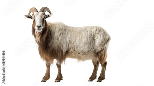 A white and brown ram with horns, isolated on transparent or white background, png