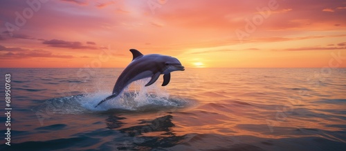 Two dolphins playing at dusk. © AkuAku