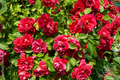 Climbing red rose in garden © AnnaPa