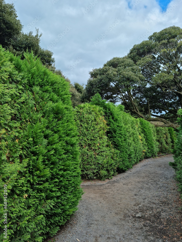 It is a path with a wall made of tree landscaping.
