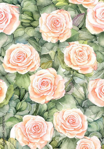 Rose Water color illustration