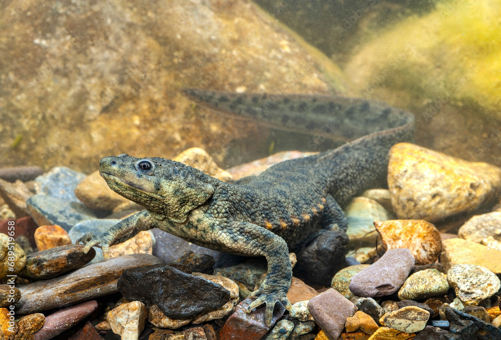 Spanischer Rippenmolch // Iberian ribbed newt (Pleurodeles waltl) - Spanien Spanischer Rippenmolch // Iberian ribbed newt (Pleurodeles waltl) - Spanien