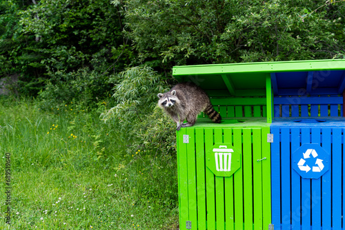 Raccoon staring into the viewer, standing on top of colorful garbage, with green foliage in the background