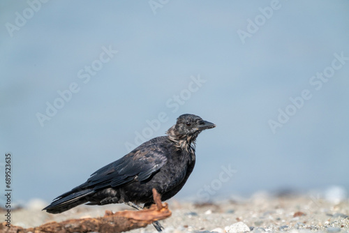 Solitary Crow Perched on Rocky Ground Against Sky © lee