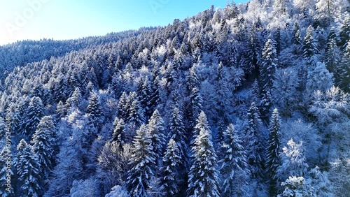 Aerial low fly view over snowcapped winter forest trees in Vosges mountains 4K photo