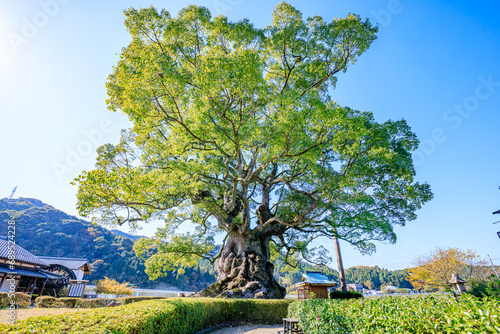 Bild auf Leinwand 秋の川古の大楠　佐賀県武雄市　Kawago Large camphor tree  in autumn