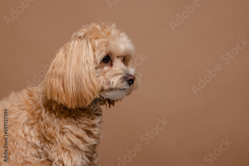 Maltipoo dog portrait on empty beige background, happy dogs concept