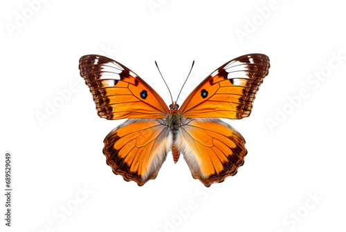 beautiful colorful butterfly isolated transparent background. generative ai © LivroomStudio