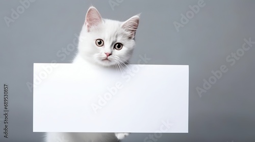 Cat Holding A Blank Paper for Copy Space. Advertisement, Content, Information Concept 
