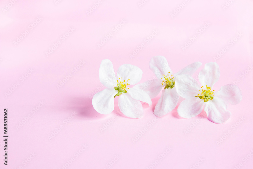 White flowers on a pale pink background with space for text. Apple blossom. Spring still life. Concept of spring or mom day
