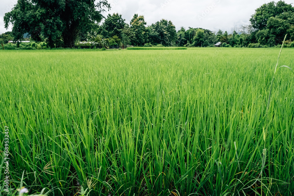 Fresh green young rice not ready yet for crop