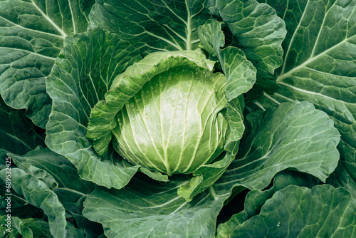 Fresh cabbage growing in a vegetable farmland