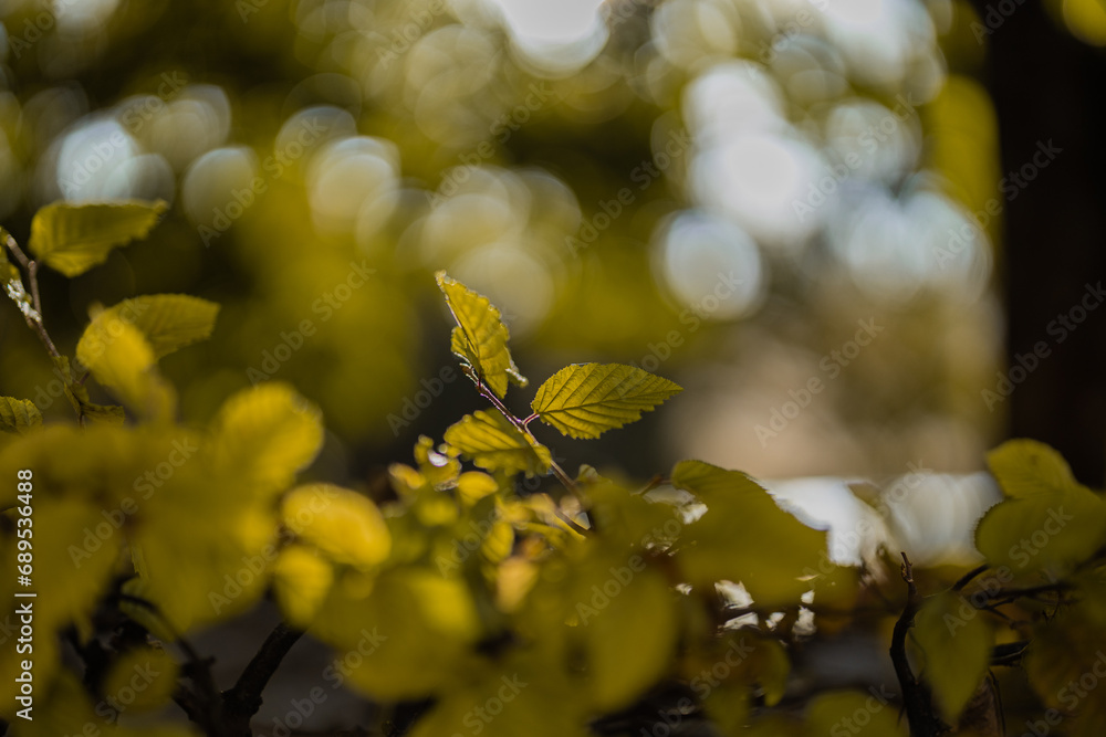 Multitude of leaves with a focus on two in a city, with strong bokeh in the background. Nice view of a city foliage.
