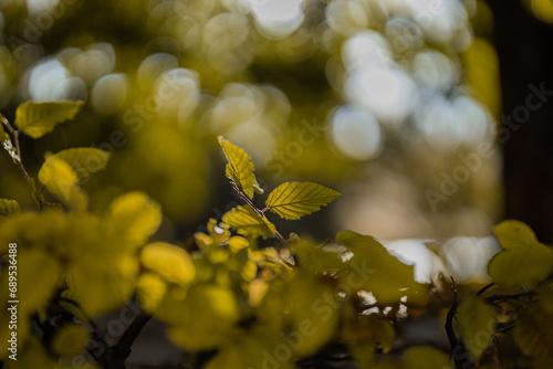 Obraz na płótnie Multitude of leaves with a focus on two in a city, with strong bokeh in the background. Nice view of a city foliage. w salonie