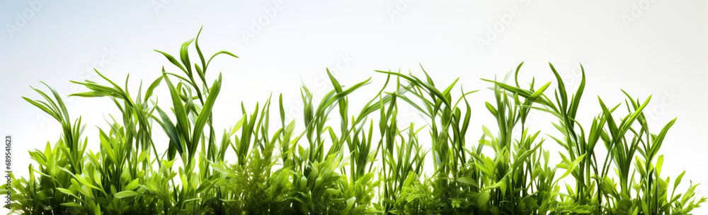 Grass and other plants in soil white isolated cutout element. Grass and other plants in soil white isolated cutout element.