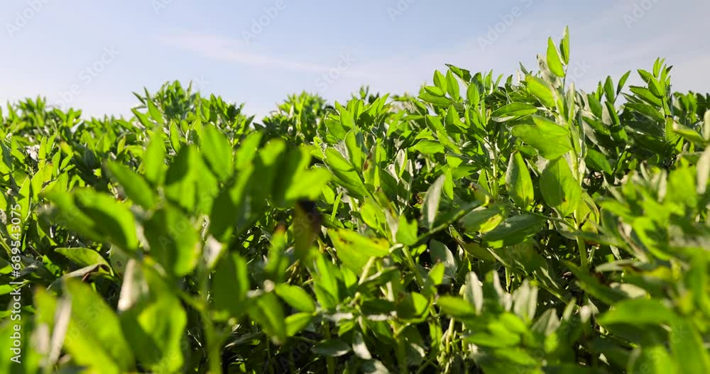 green bean bushes in an agricultural field, growing beans for food production green bean bushes in an agricultural field, growing beans for food production