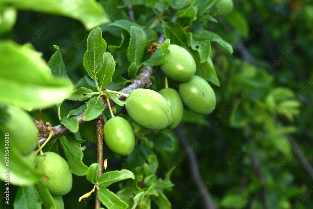 Green plums on a tree branch in the garden.