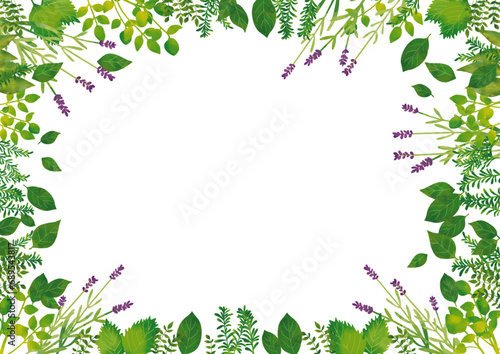 水彩風　ハーブフレームBotanical Herbs in Watercolor  Series:Herb Frame