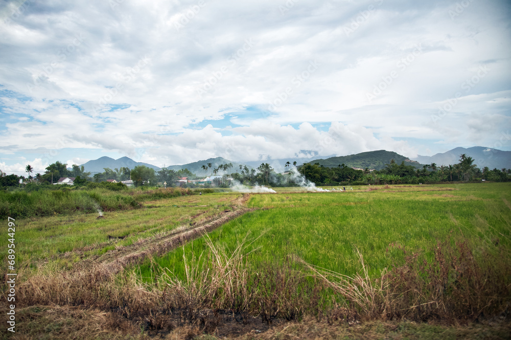 Naklejka premium Rice Field Vietnam Landscape