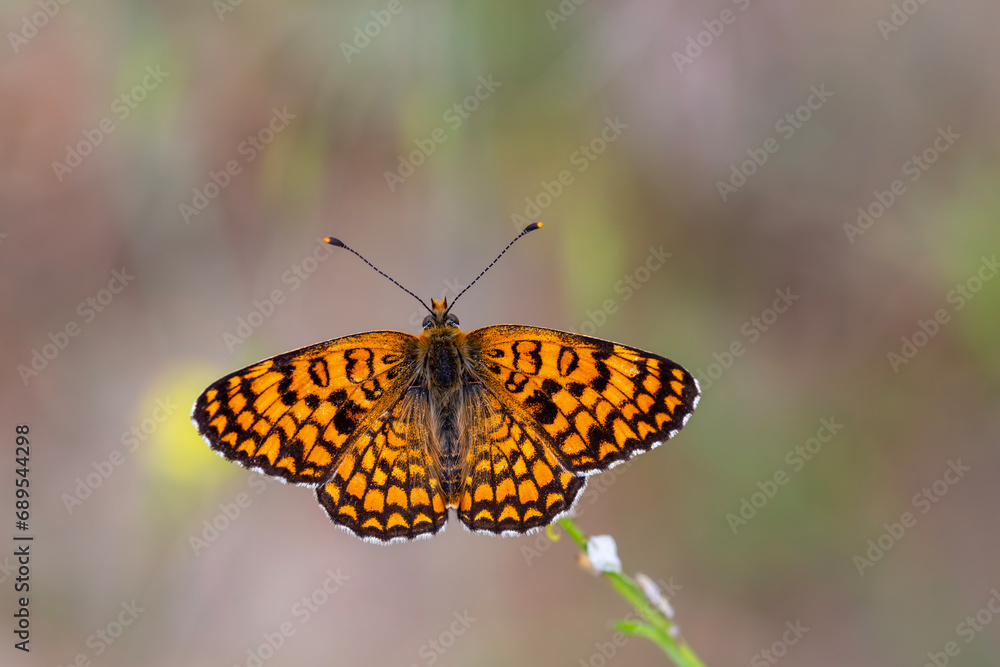 a butterfly with its wingspan wide open, Melitaea phoebe a butterfly with its wingspan wide open, Melitaea phoebe