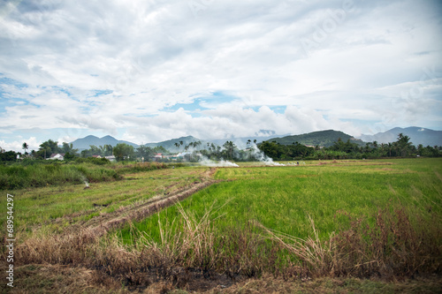 Rice Field Vietnam Landscape