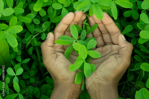 Woman's hands holding a small green plant on the grass background.