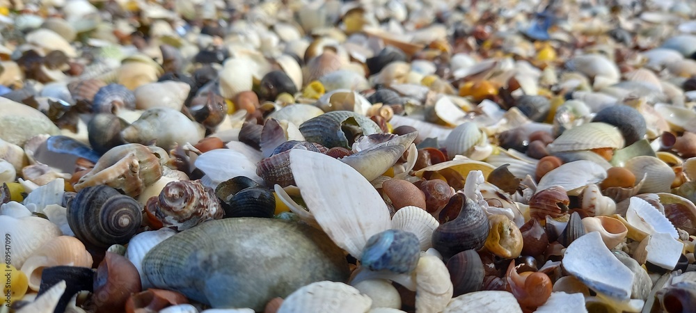 colorful seashells background colorful seashells background