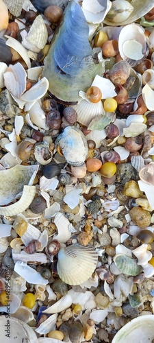 colorful seashells background