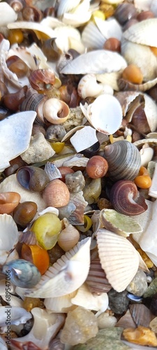 colorful seashells background