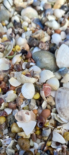 colorful seashells background