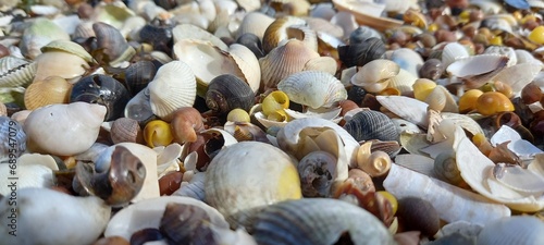 colorful seashells background