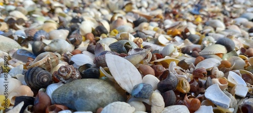 colorful seashells background