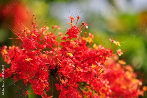 red and yellow flowers